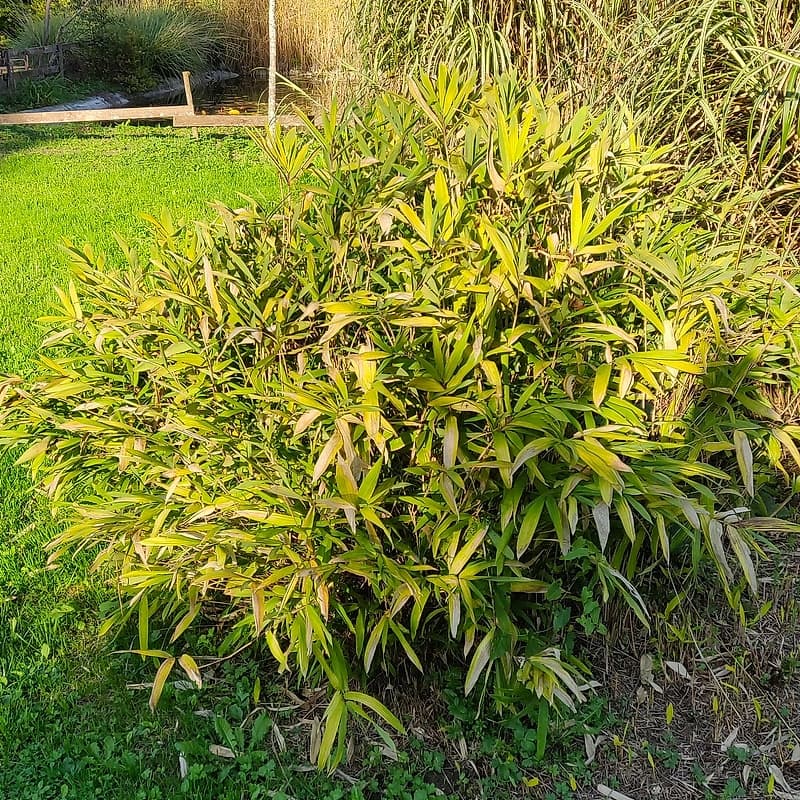 016 Arundinaria Auricana "Chrysophylla"