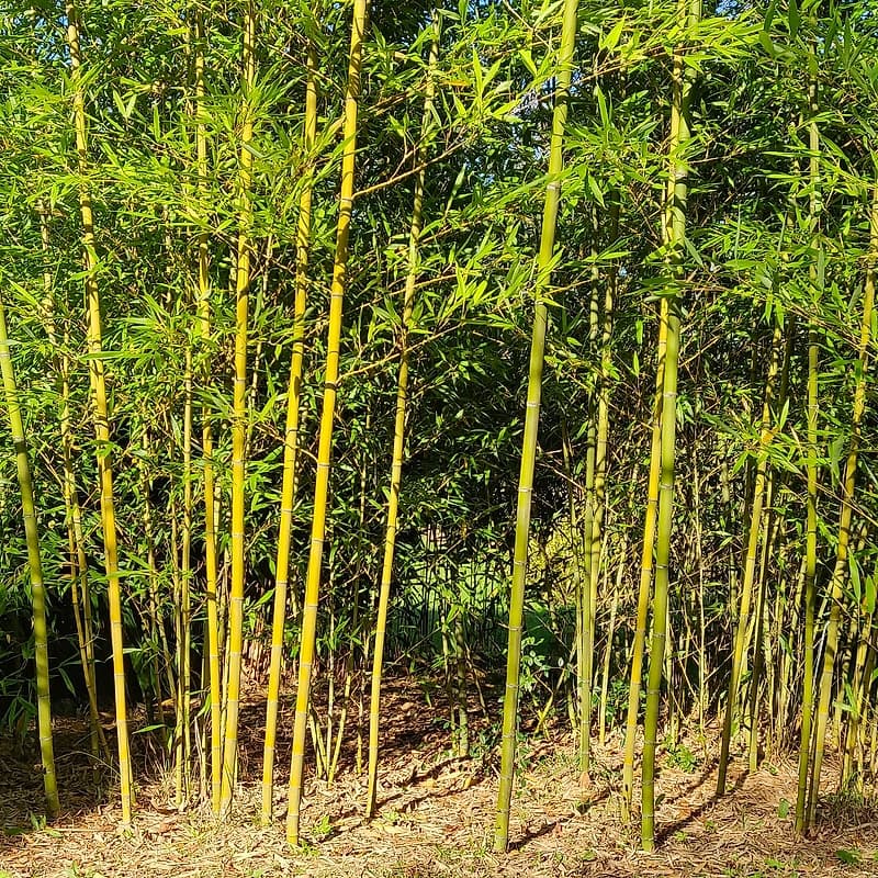 042 Phyllostachys Kwangsinensis