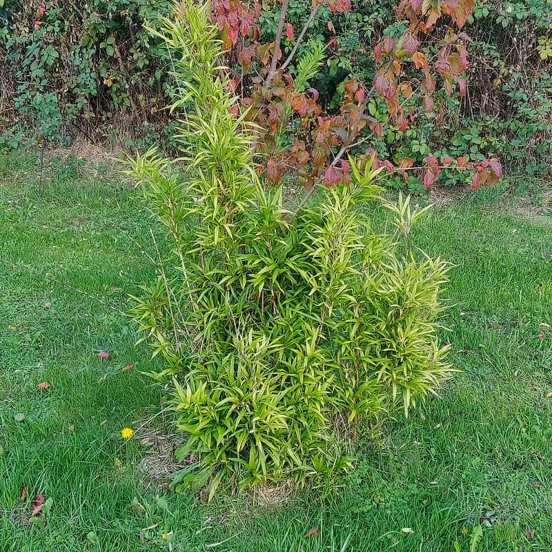 056 Chimonobambusa Marmorea Variegata