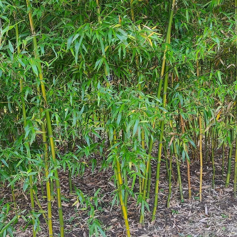 021 Phyllostachys Bambusoides Castillonis Inversa