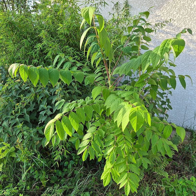 Arbre aux haricots bleus