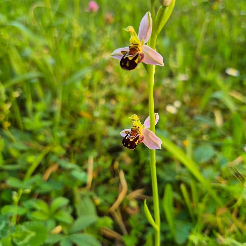 Orchis bourdon