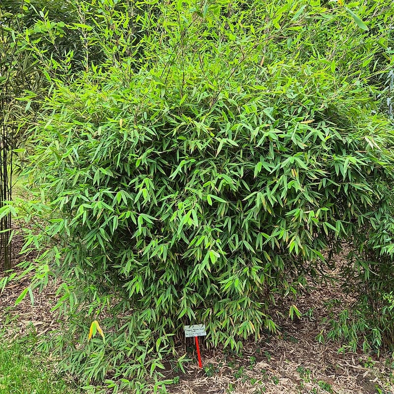007 Fargesia Nitida "Great Wall"
