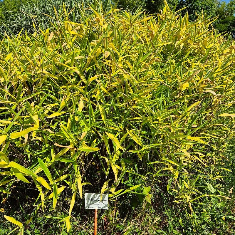 017 Pleioblastus Viridistriatus